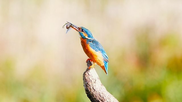 Countryfile 34x28