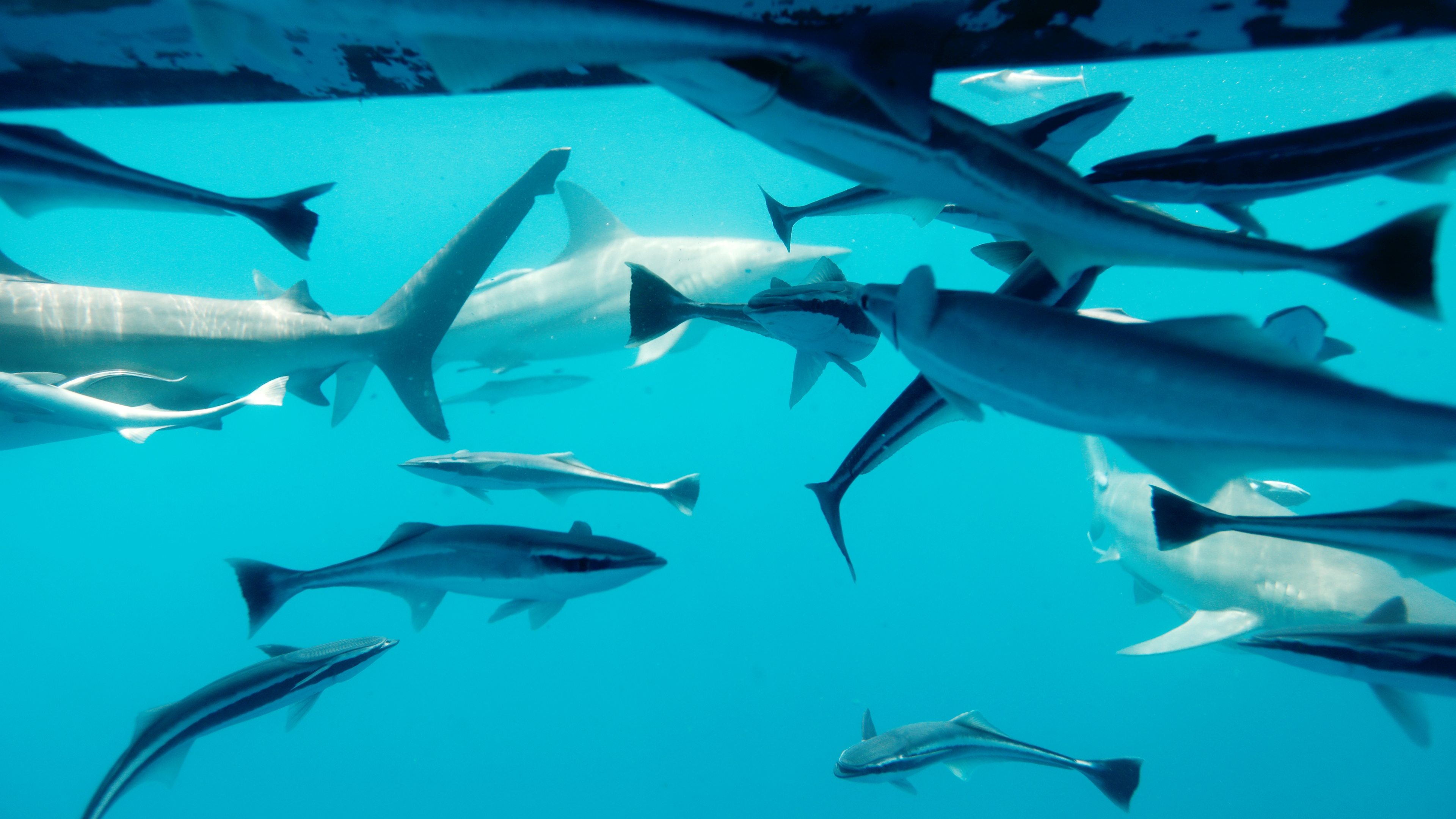Big Sharks Rule Backdrop