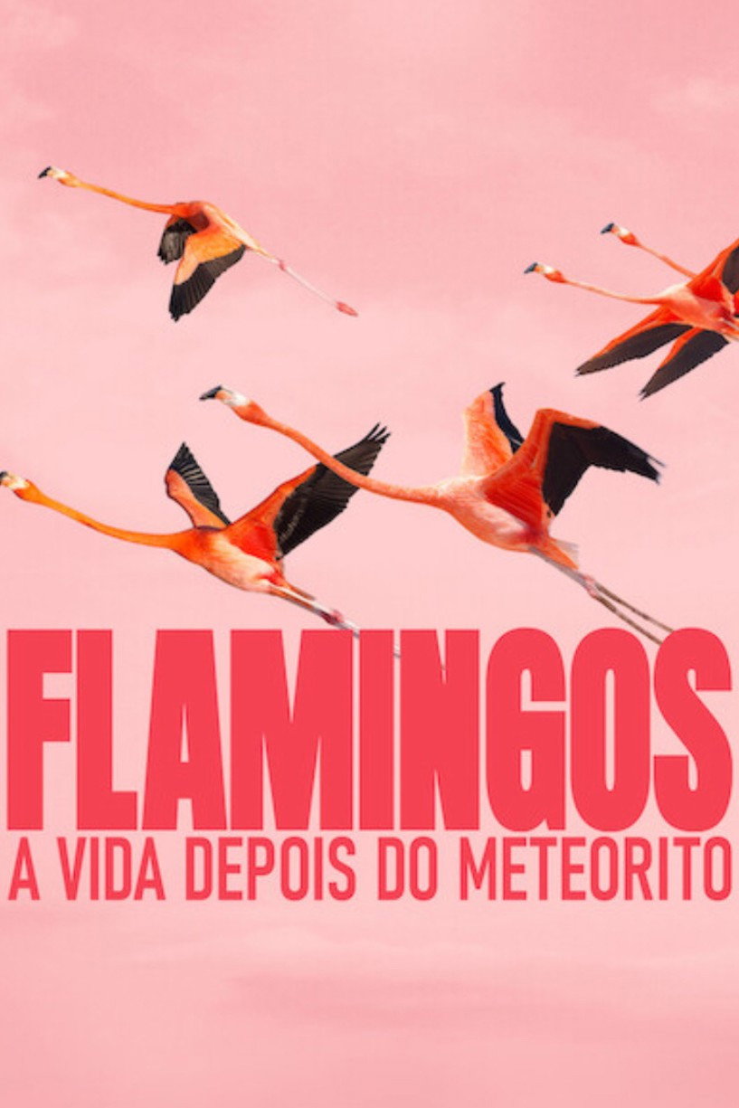 Flamingos: A Vida Depois do Meteorito via Torrent