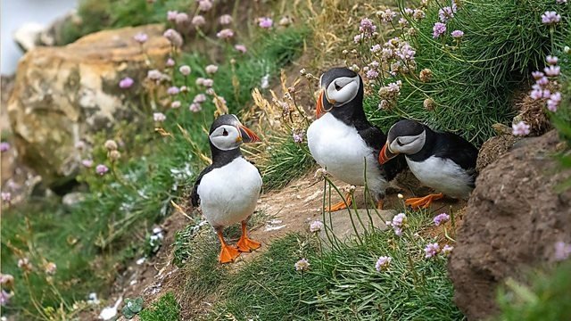 Springwatch