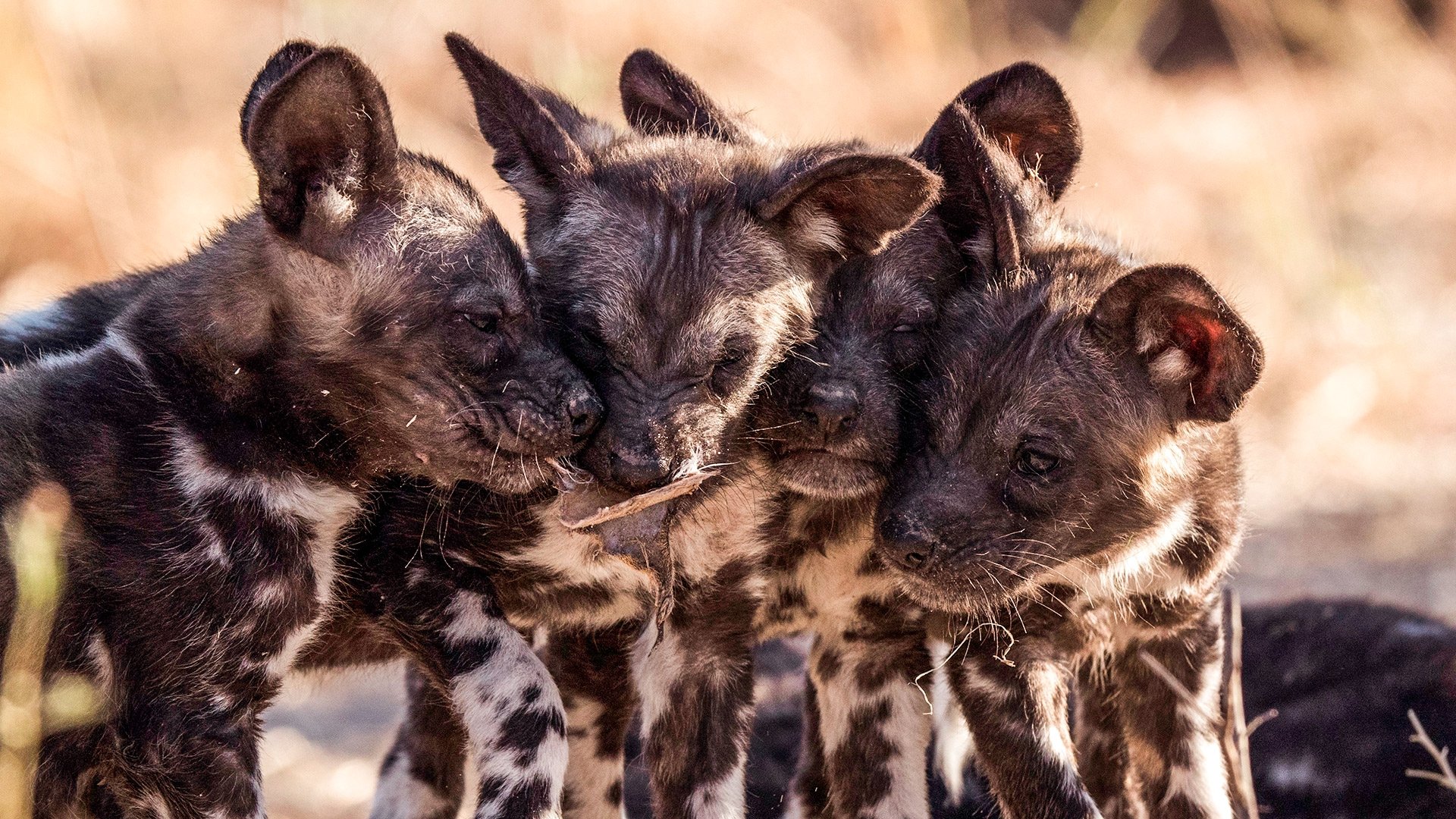 Serengeti