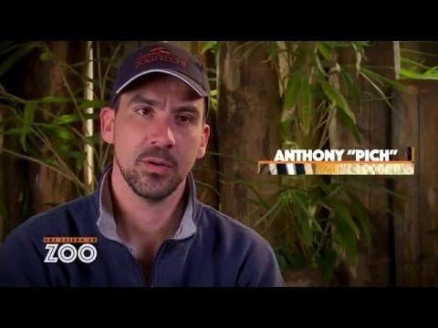 Une saison au zoo - Duel à la flèche