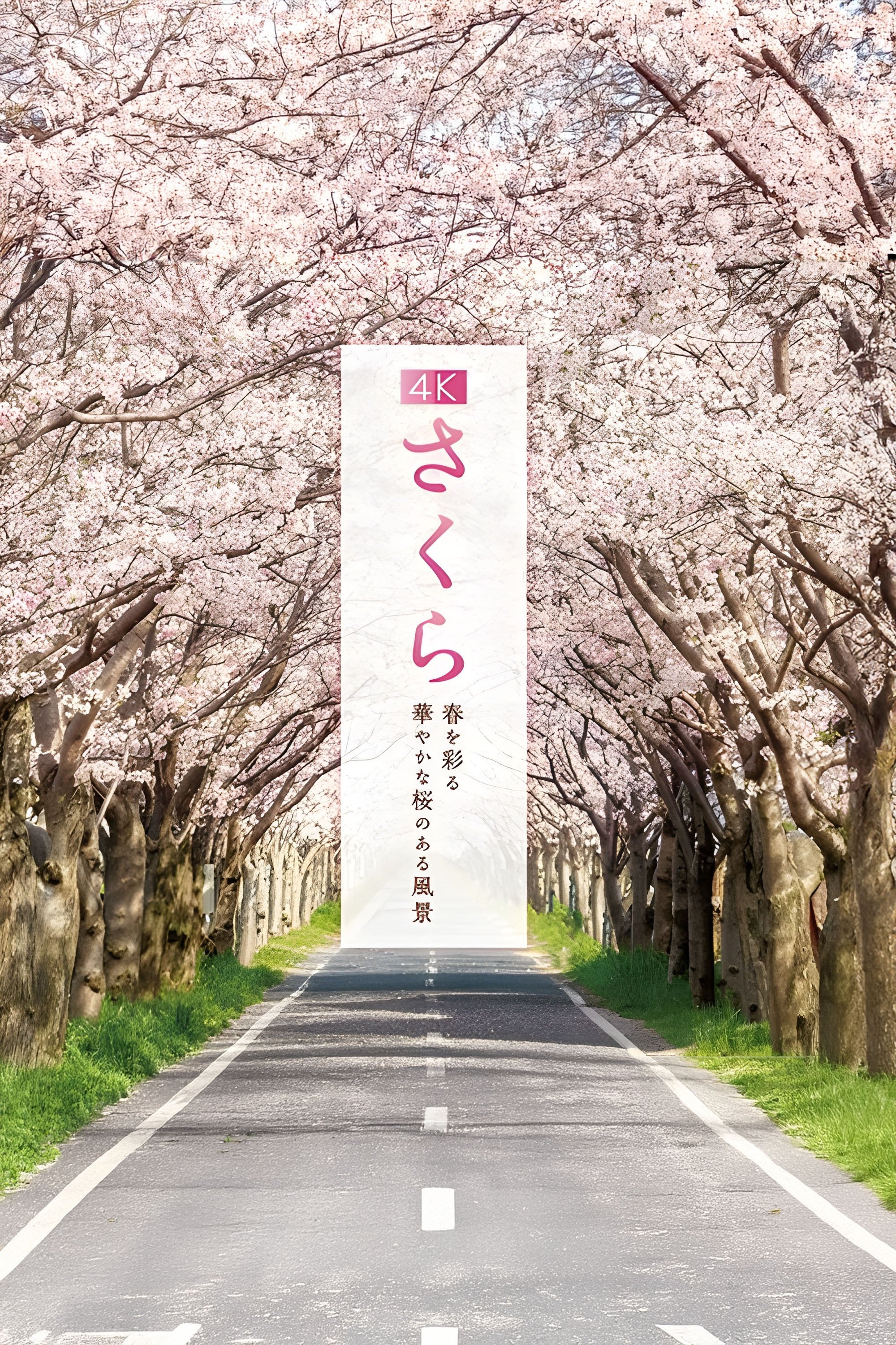 4K さくら 春を彩る華やかな桜のある風景