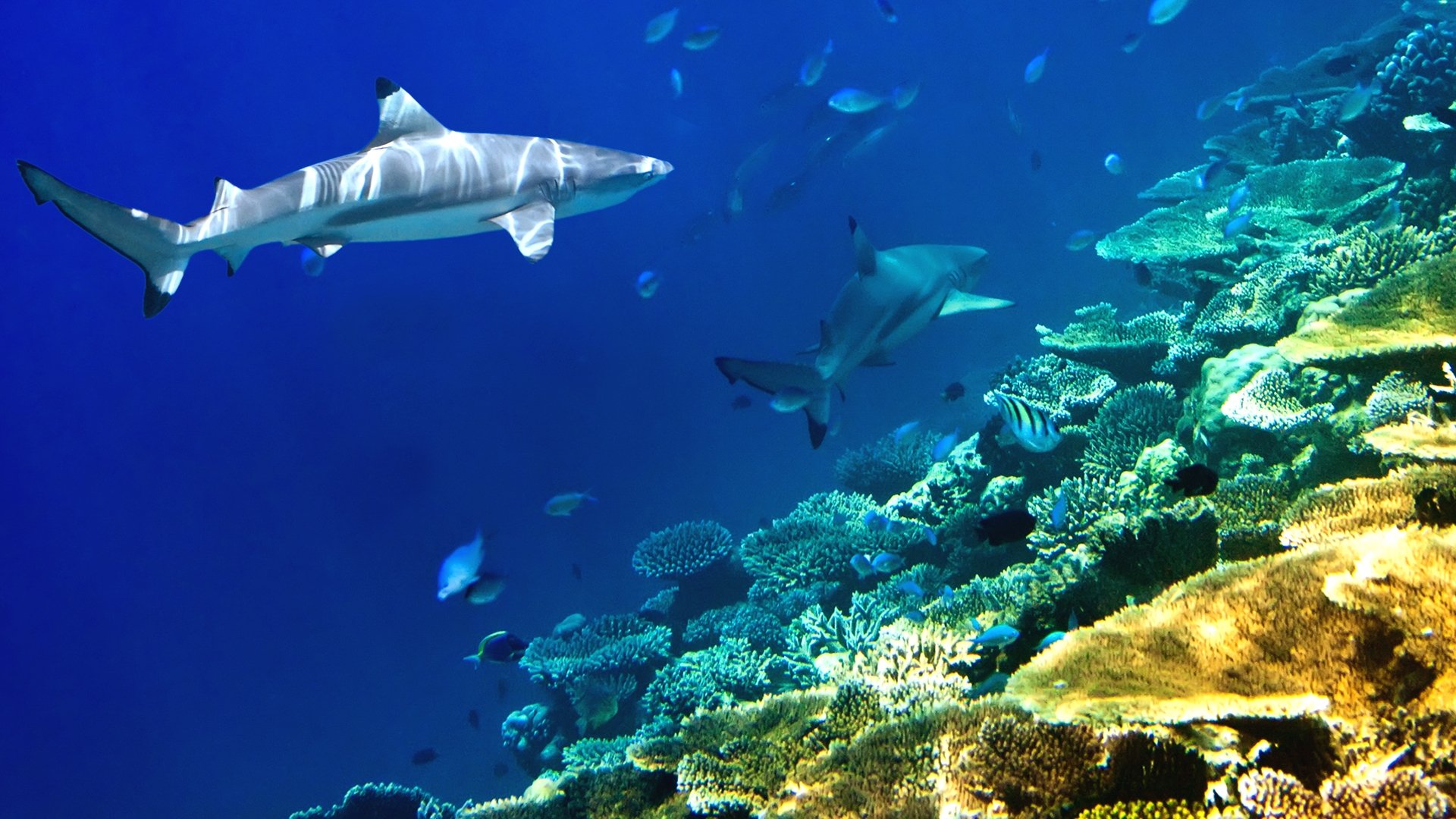 Journey to Shark Eden (2010)