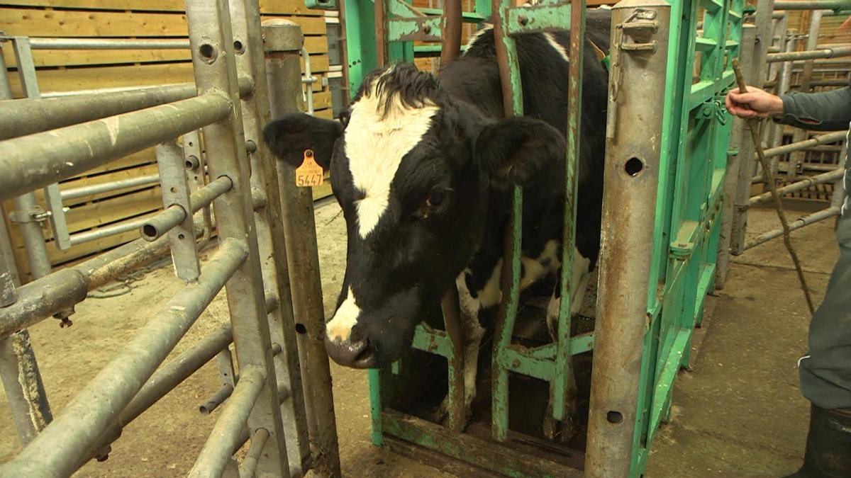 Le Monde En Face - La fin de la souffrance animale?