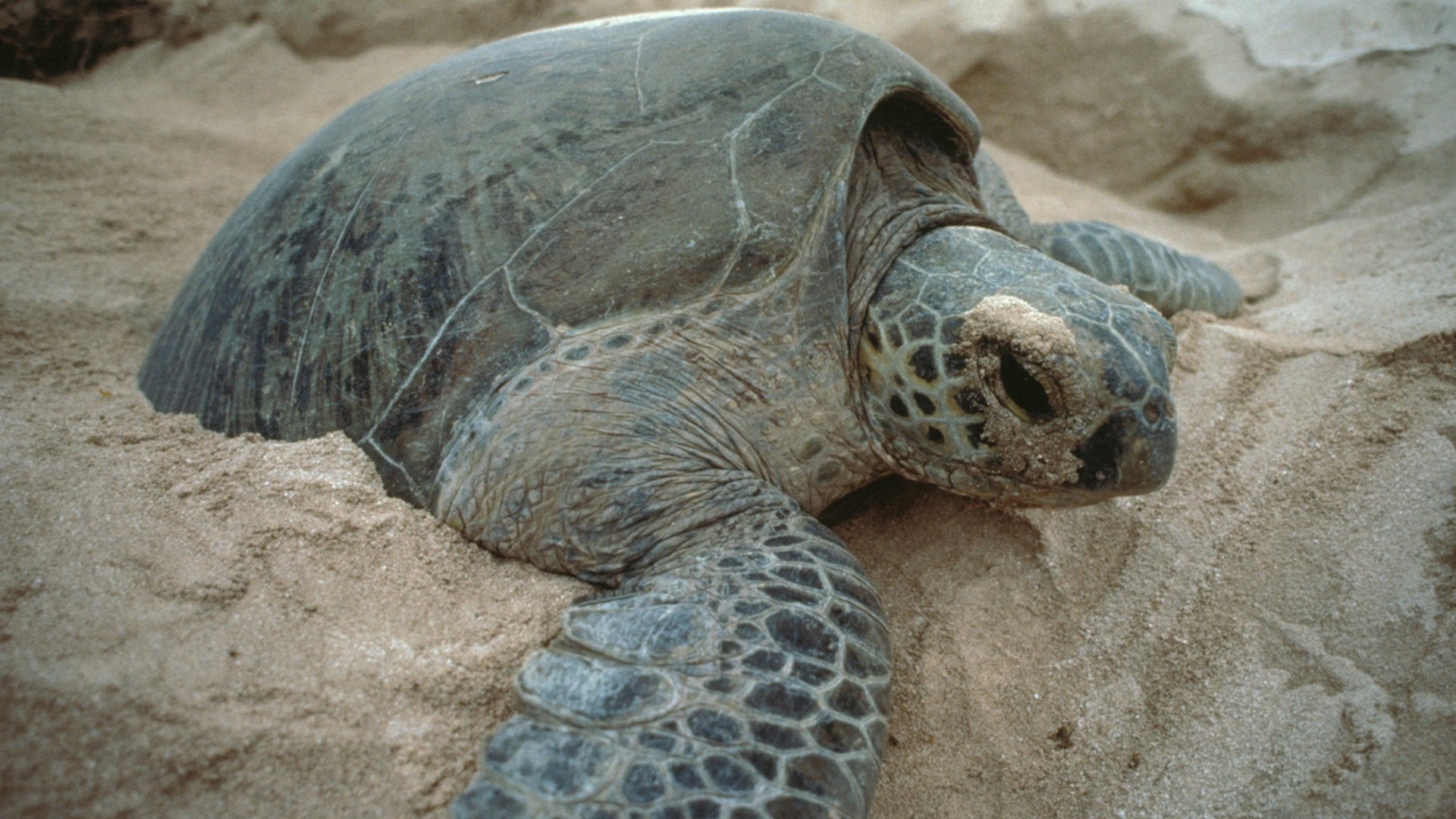 Thumbnail for Galapagos Season 1 Episode 1