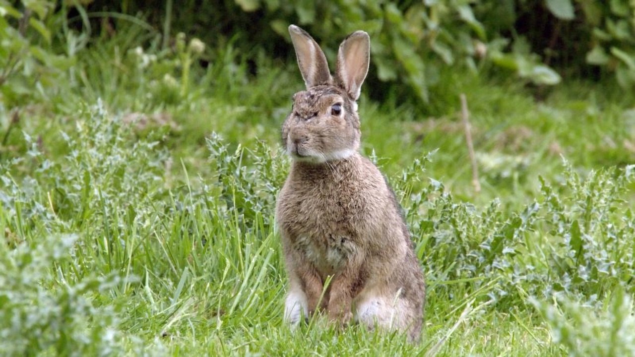 Imagem do Filme Les super pouvoirs des lapins