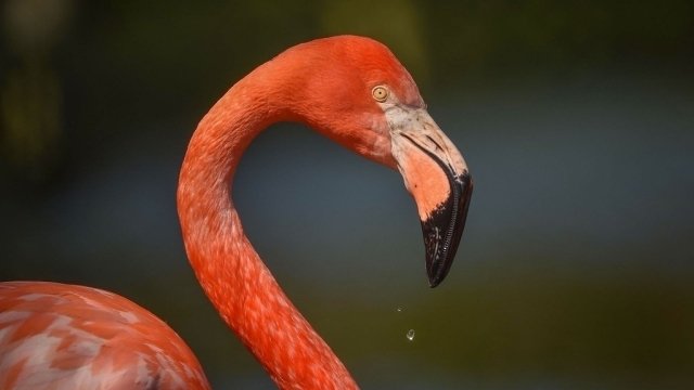 The Secret Life of the Zoo - Épisode 3