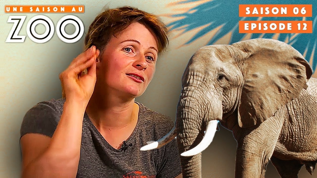 Une saison au zoo - Un Nouveau "Patator" est installé chez les Éléphants !