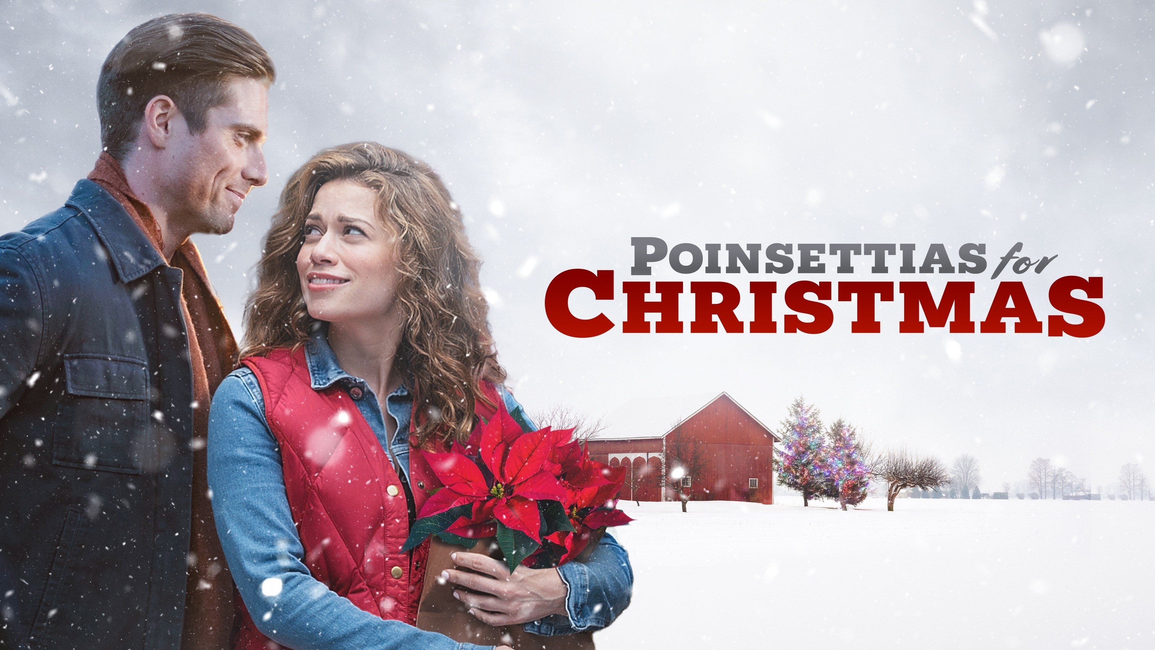 Poinsettias for Christmas (2018)