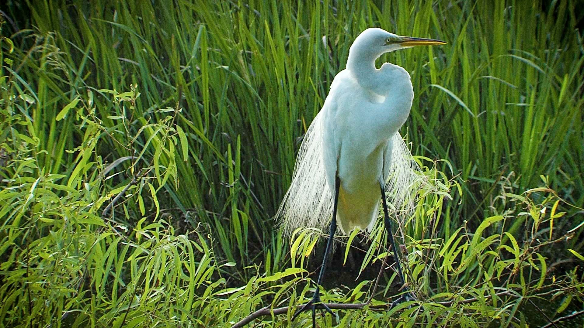 Texas Parks and Wildlife - Épisode 5