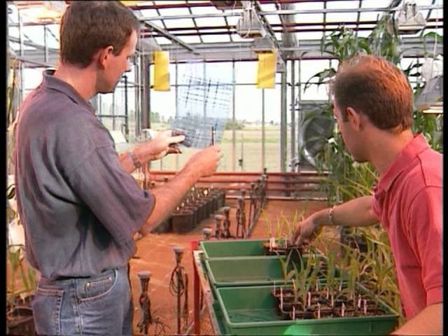 C'est pas sorcier - Pesticides : attention danger