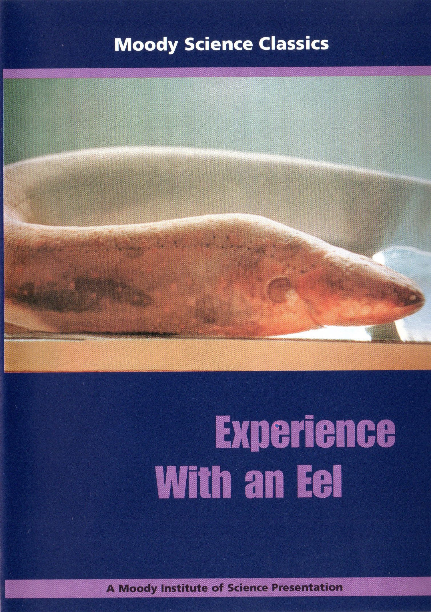 Experience With an Eel