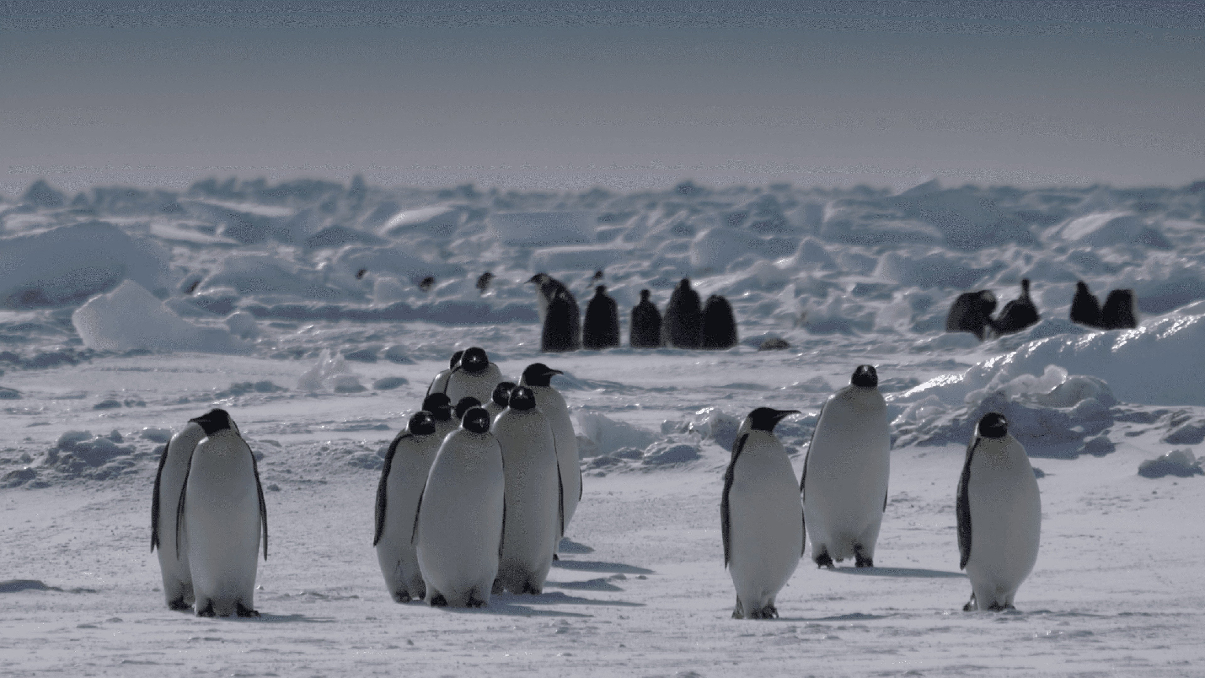 Antarctica in a Warming World