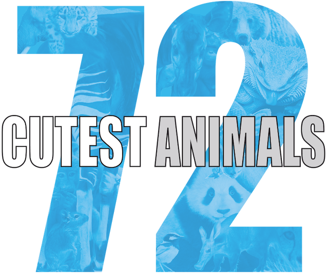 72 Cutest Animals Logo