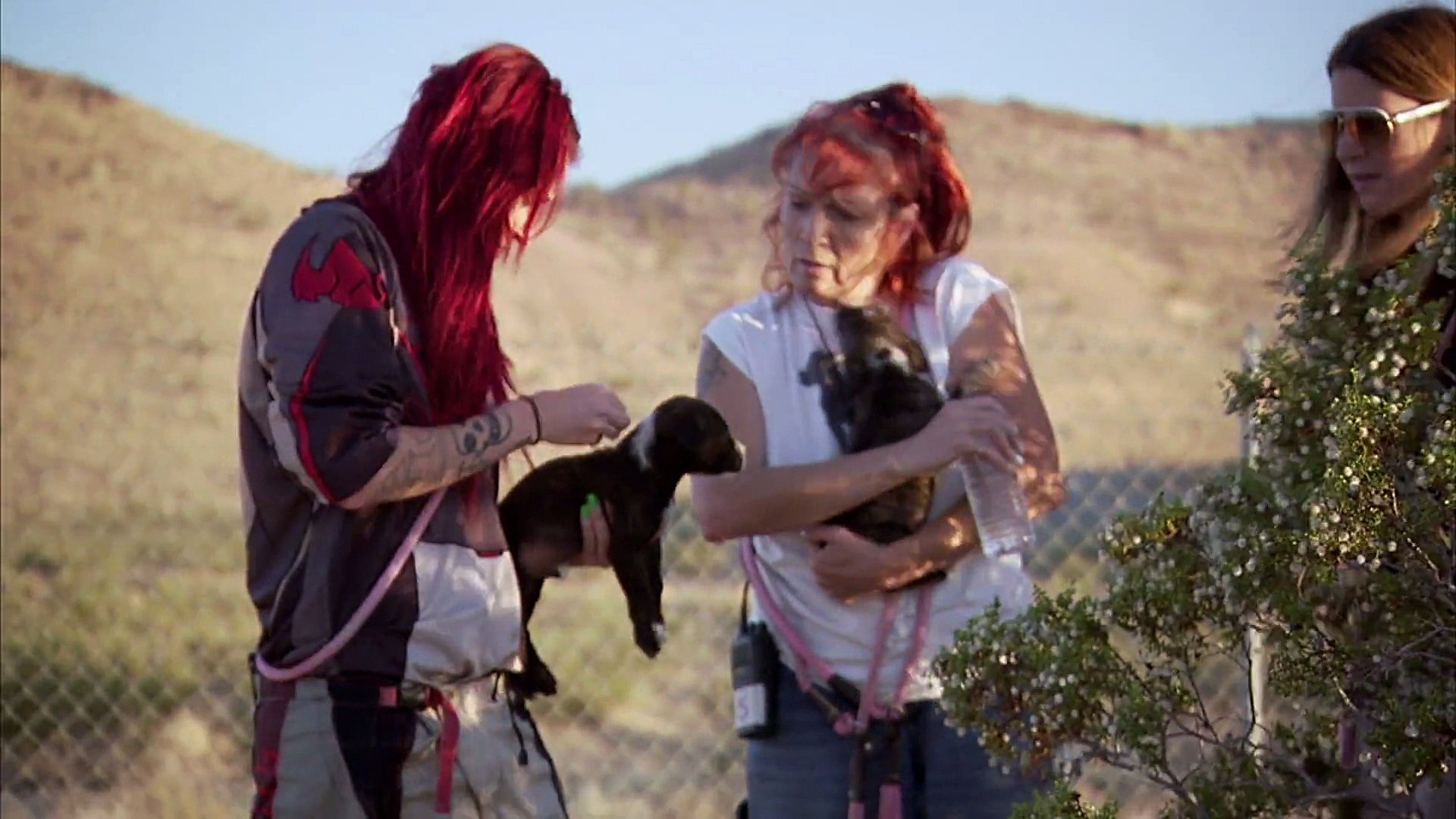 Pit Bulls and Parolees