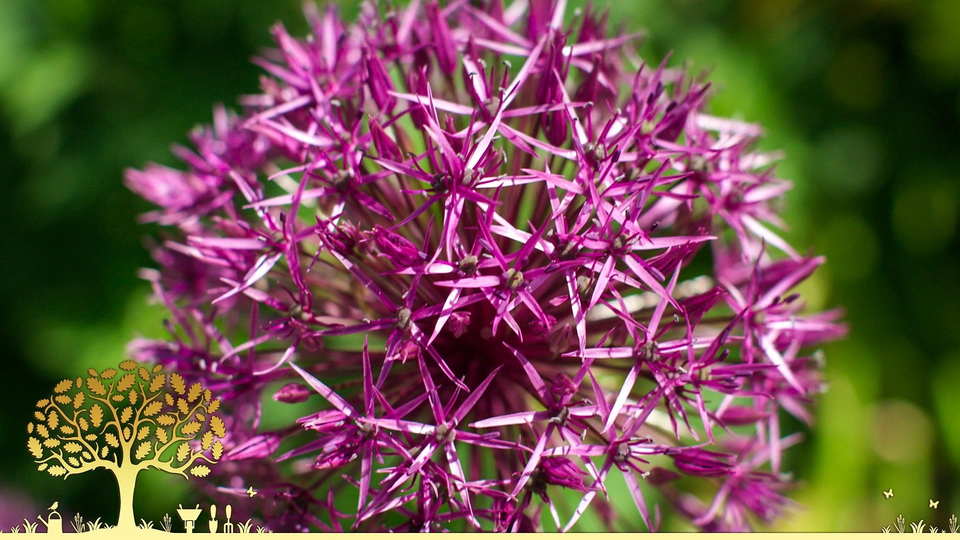 Gardeners' World 0x19