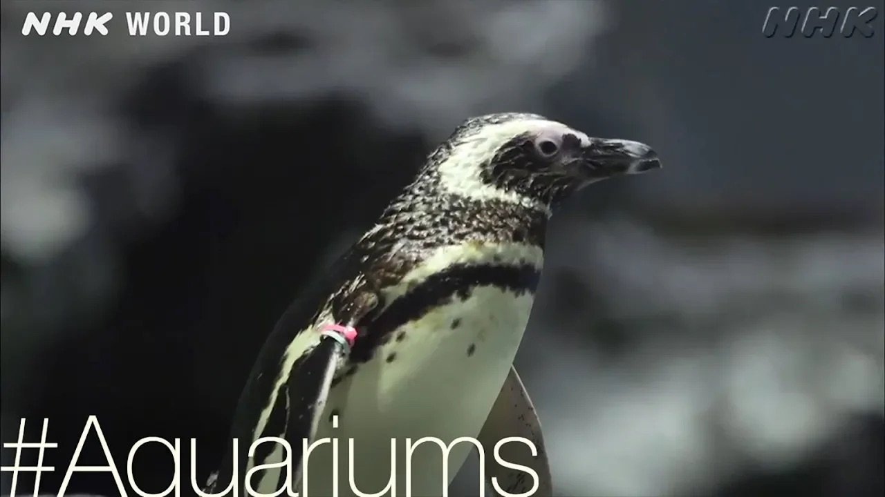 Thumbnail for Penguin Paradise [#Aquariums] Season 0 Episode 26