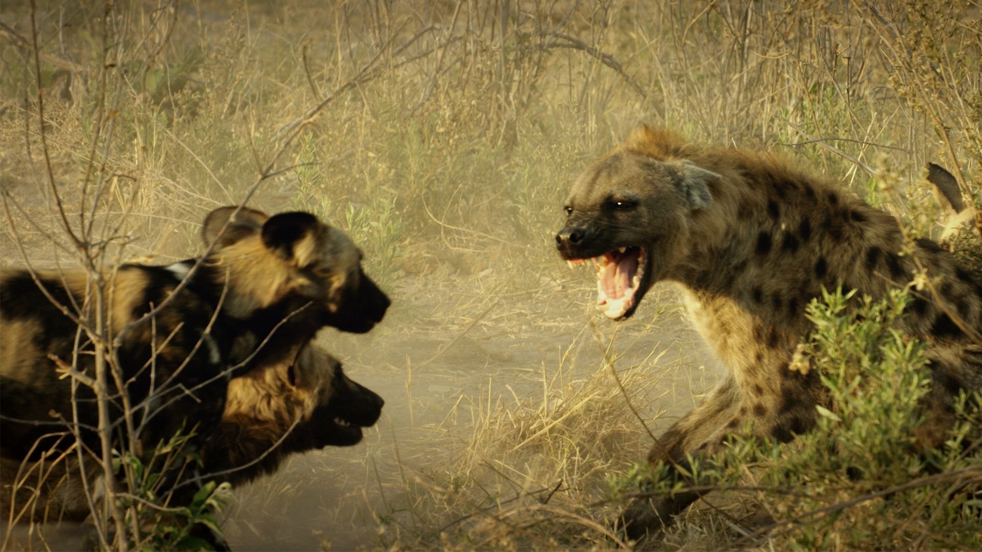 Savage Kingdom