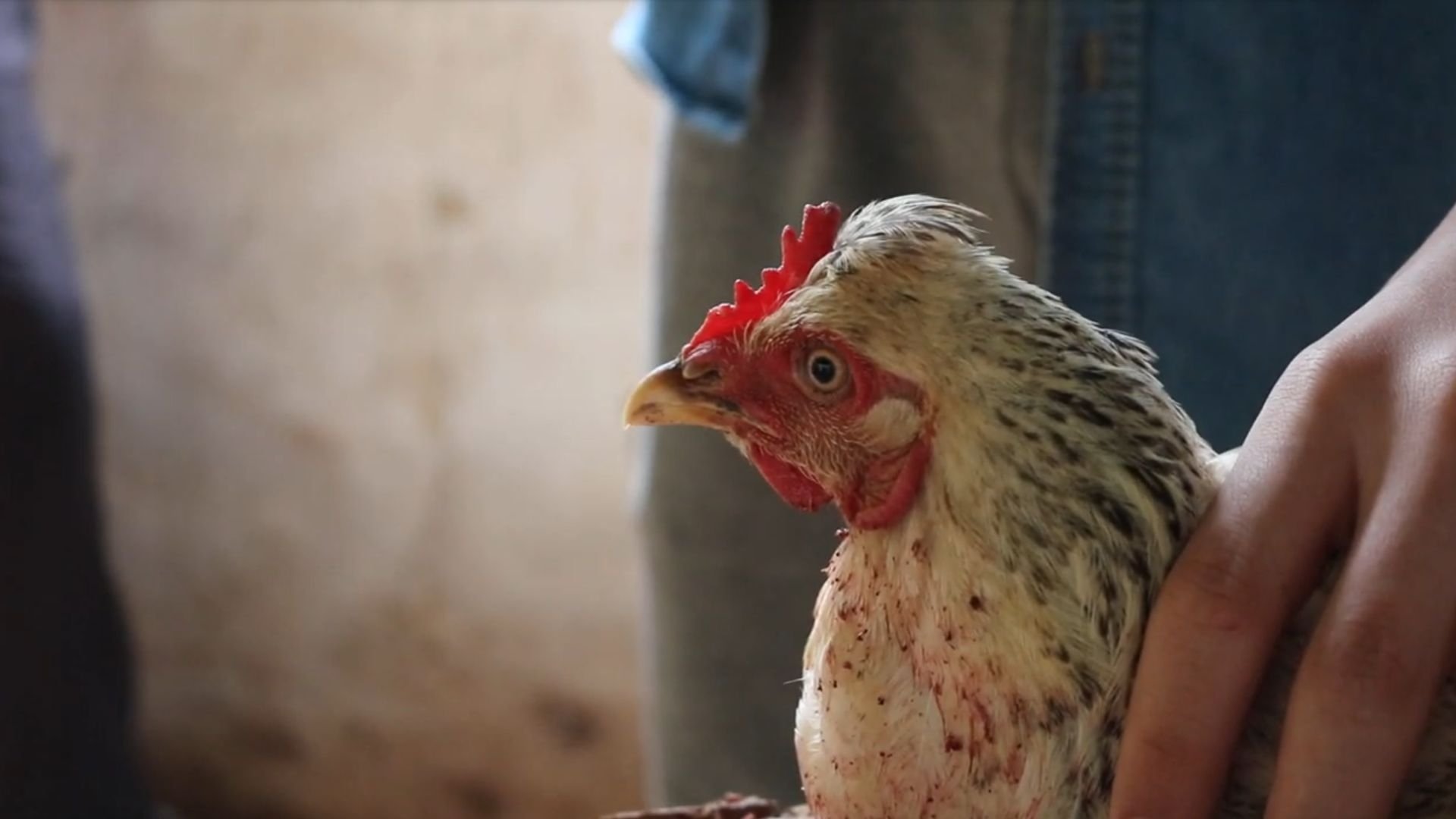 Dead Chicken (2023)