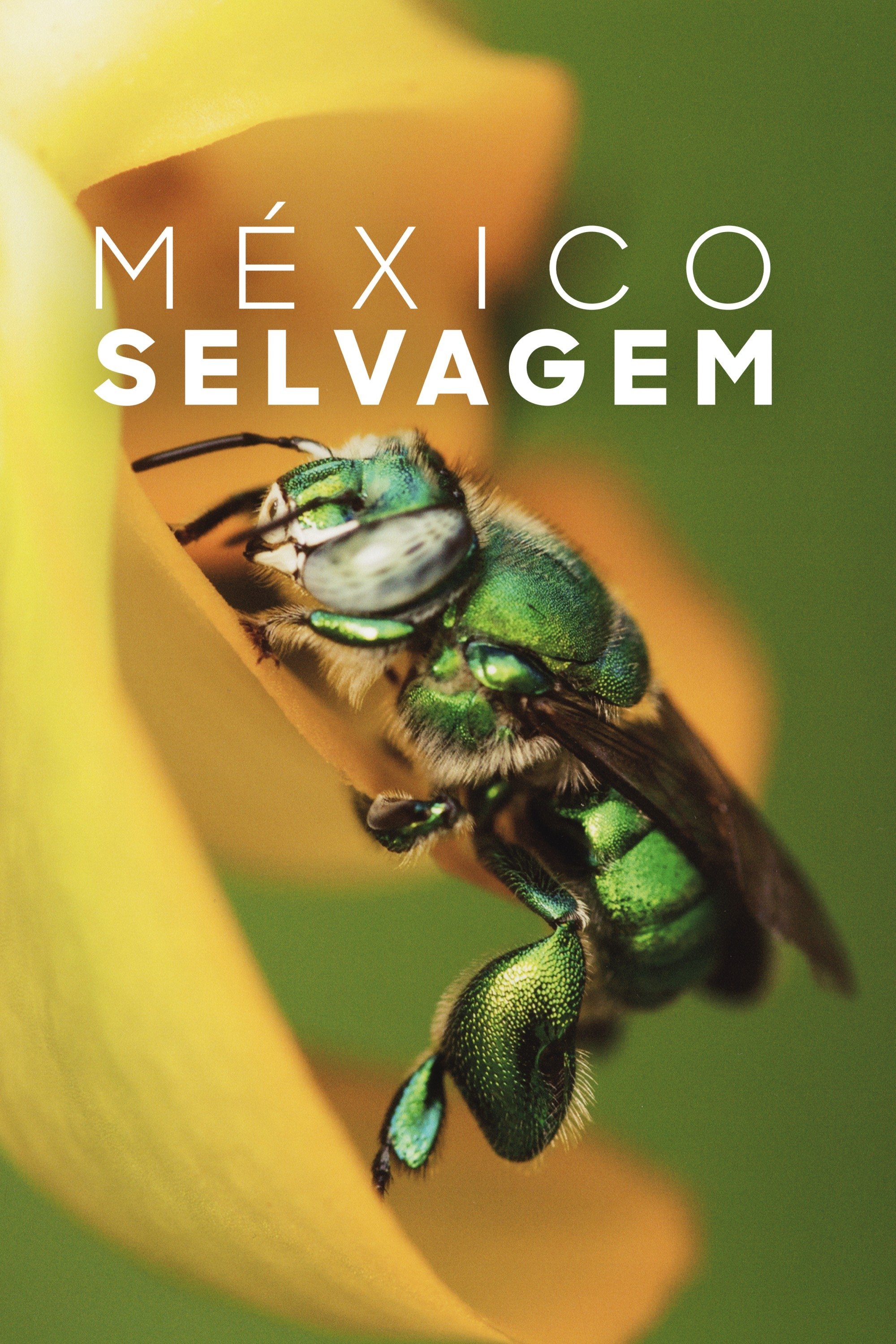 México Selvagem México Selvagem