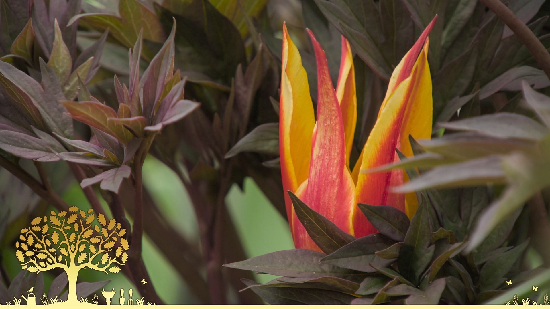 Gardeners' World 54x7