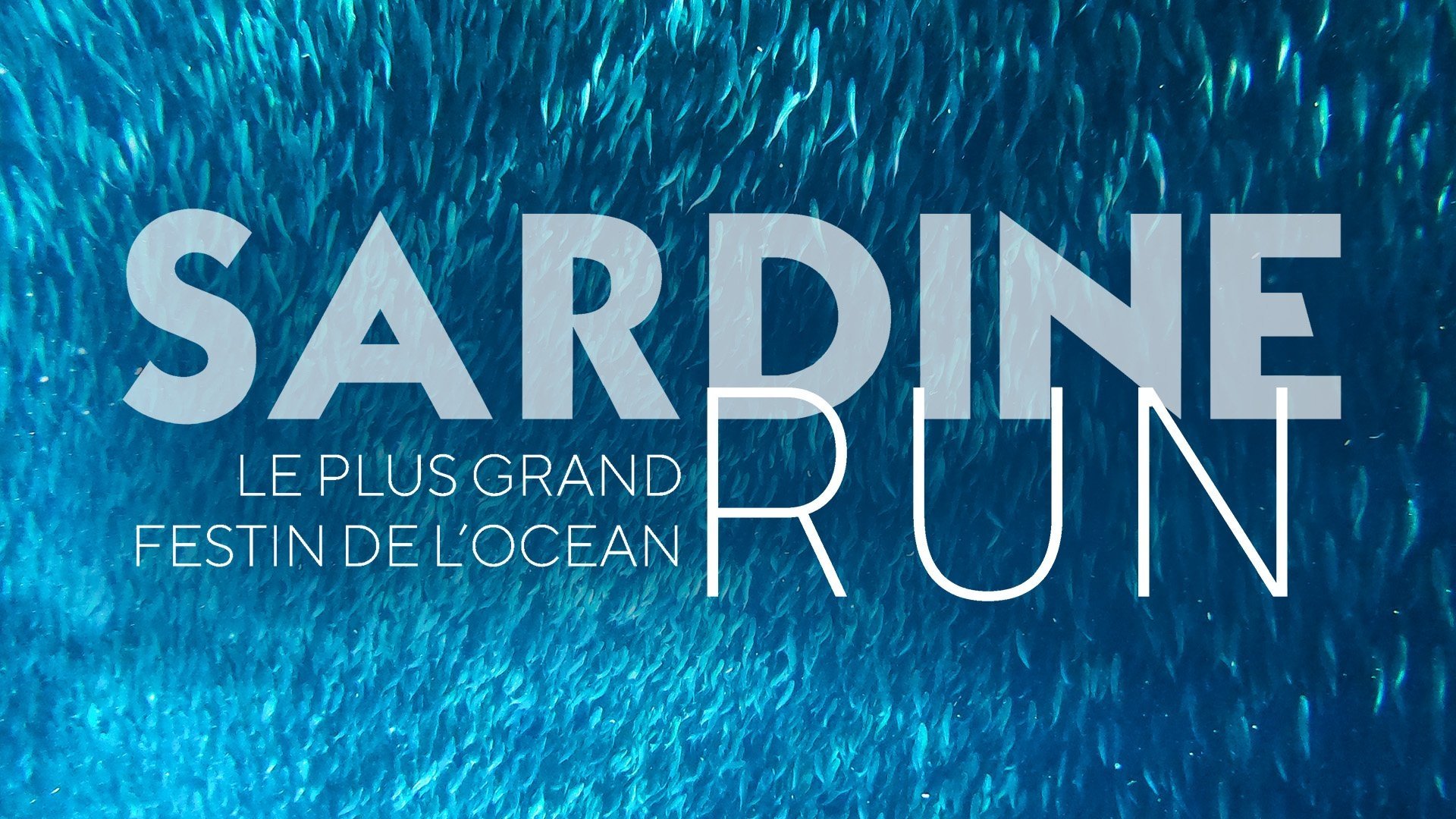 Sardine Run, le plus grand festin de l'océan
