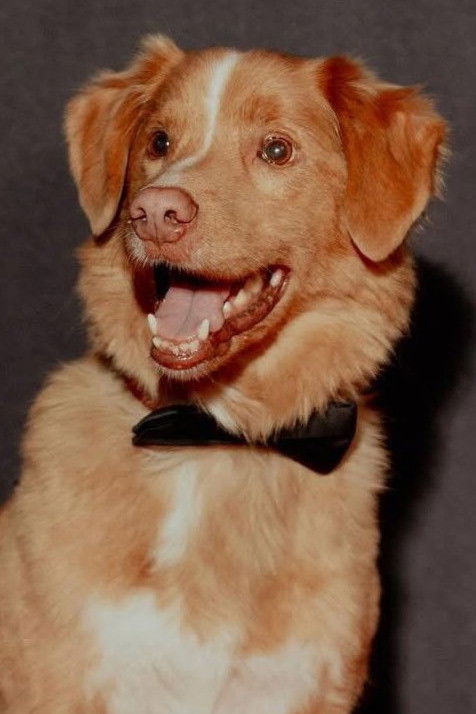 et billede af Indy the Dog