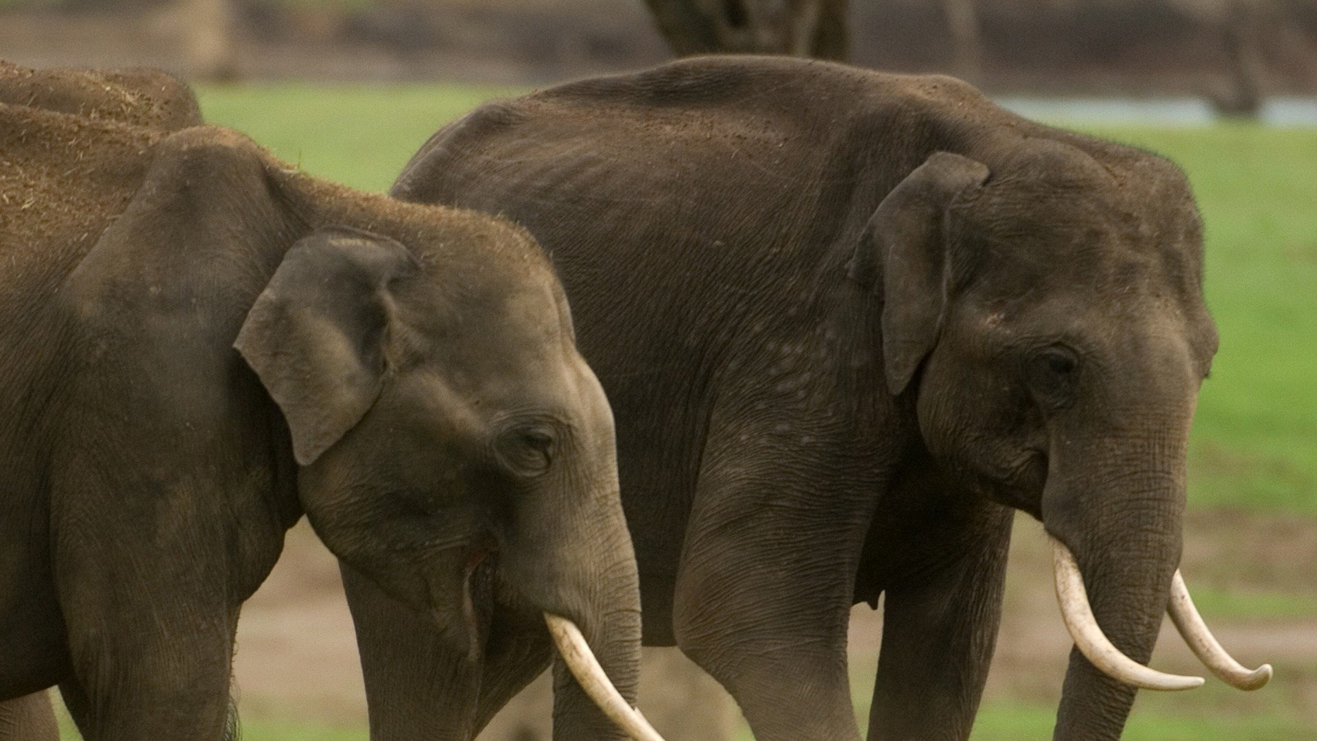 Into the Wild: India - Épisode 10