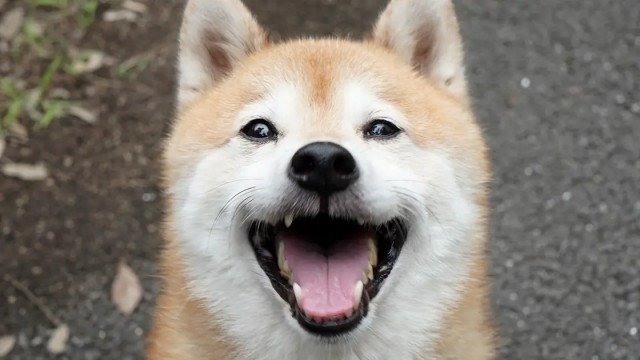 Nanba MG5