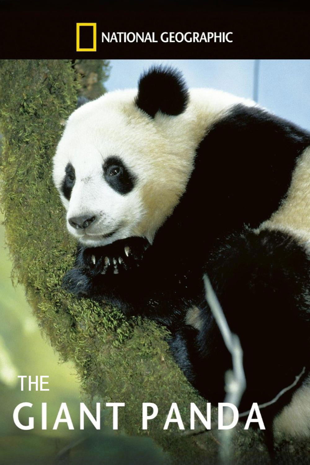 The Giant Panda