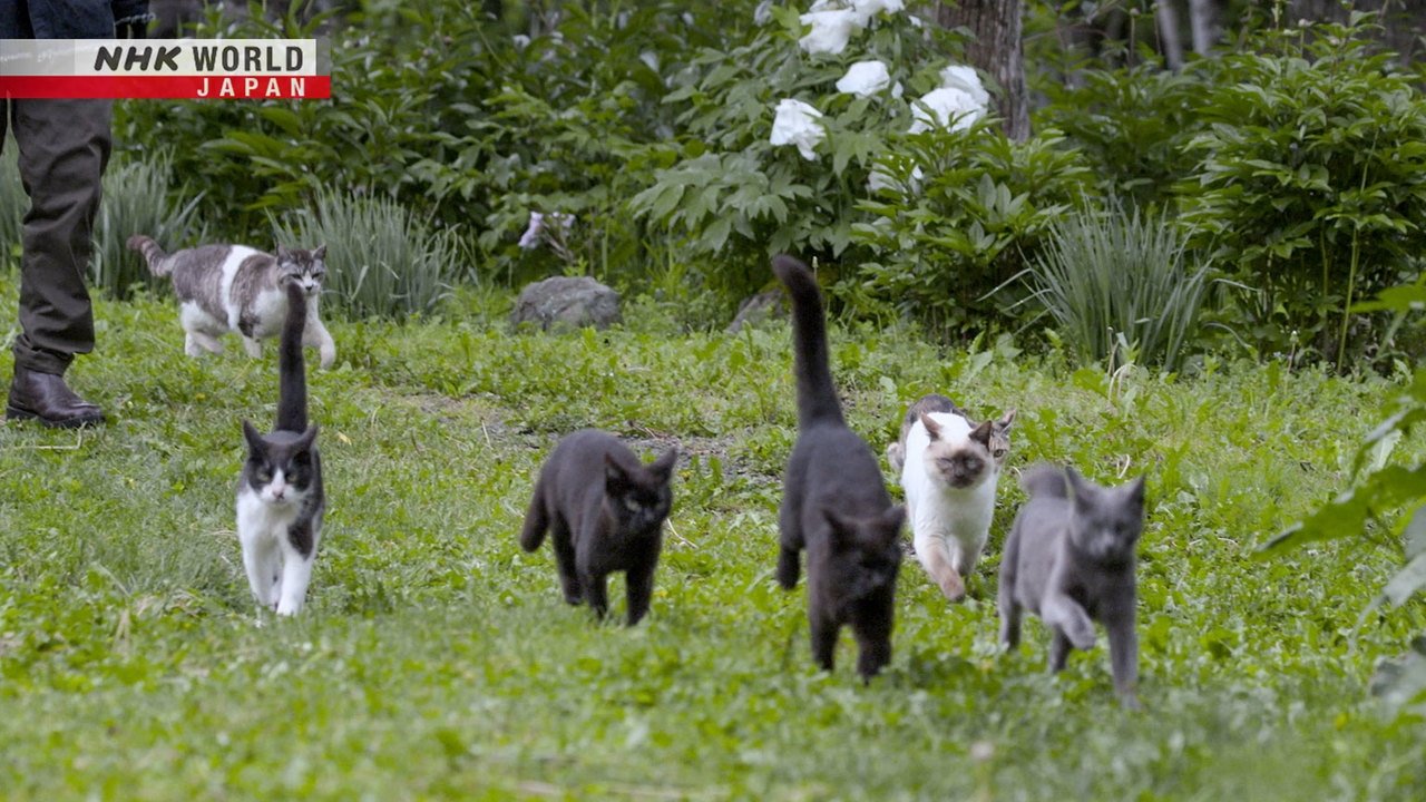 A Cat's-Eye View of Japan - Épisode 5