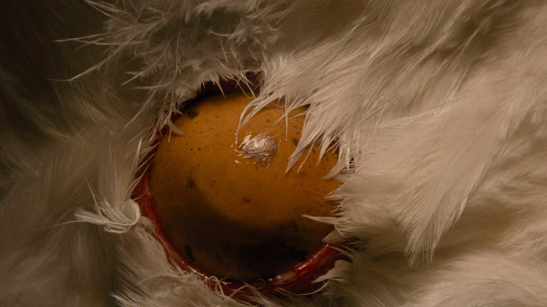 Hen (2026) — still 10
