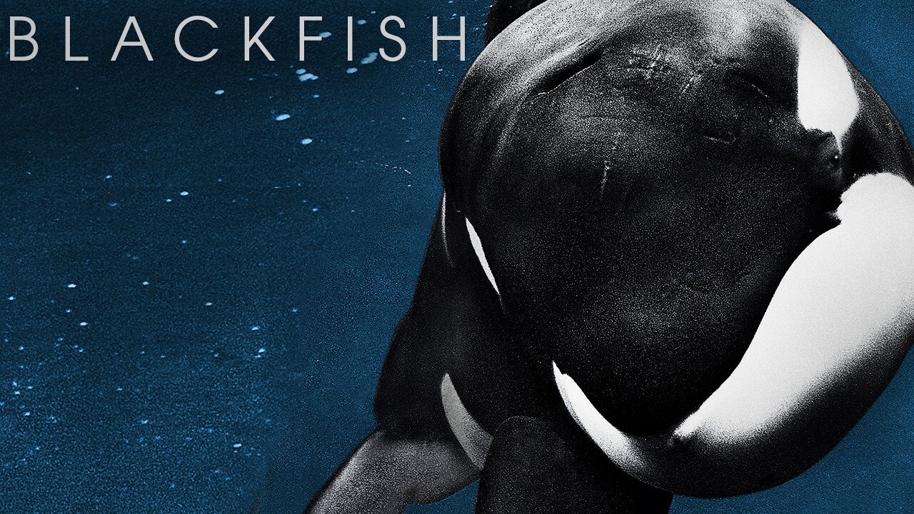 Blackfish: Η Ιστορία μιας Φάλαινας Δολοφόνου