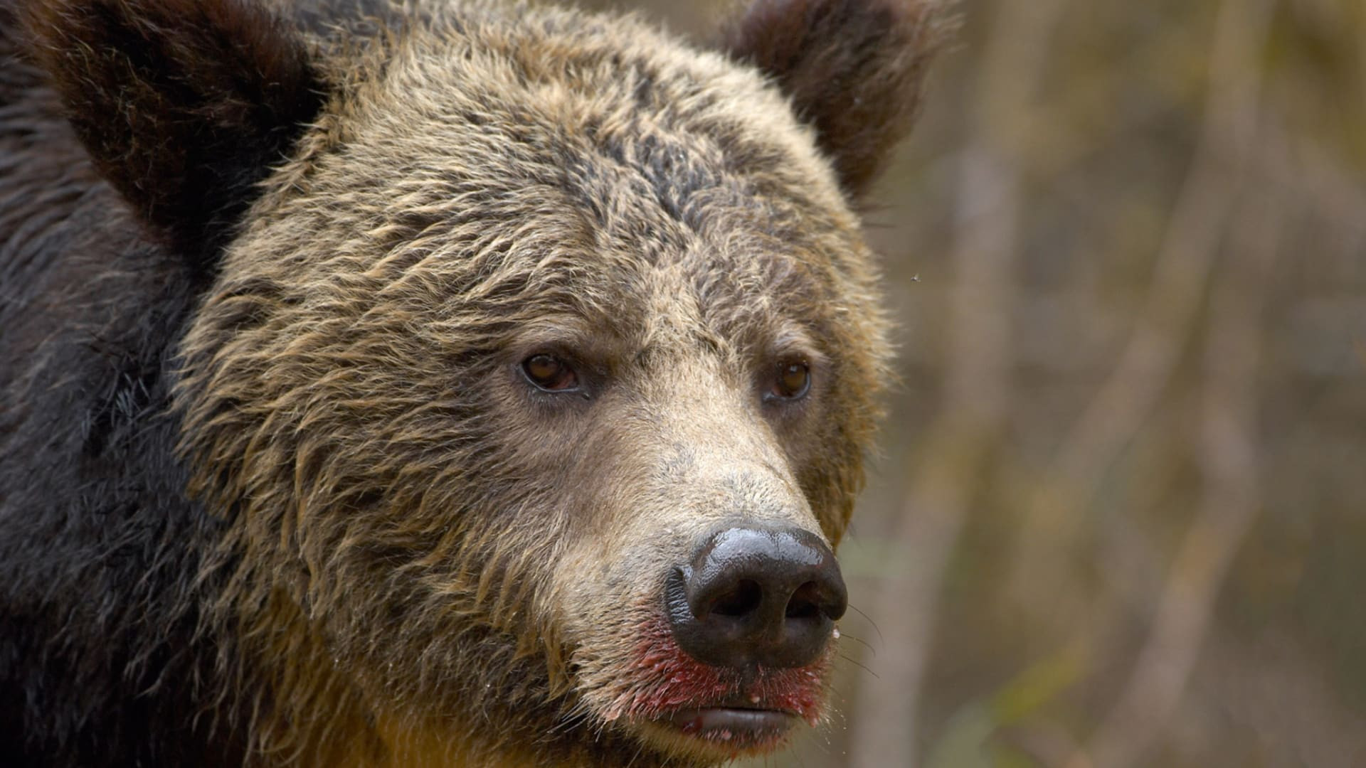 I Was Prey S03E01 backdrop