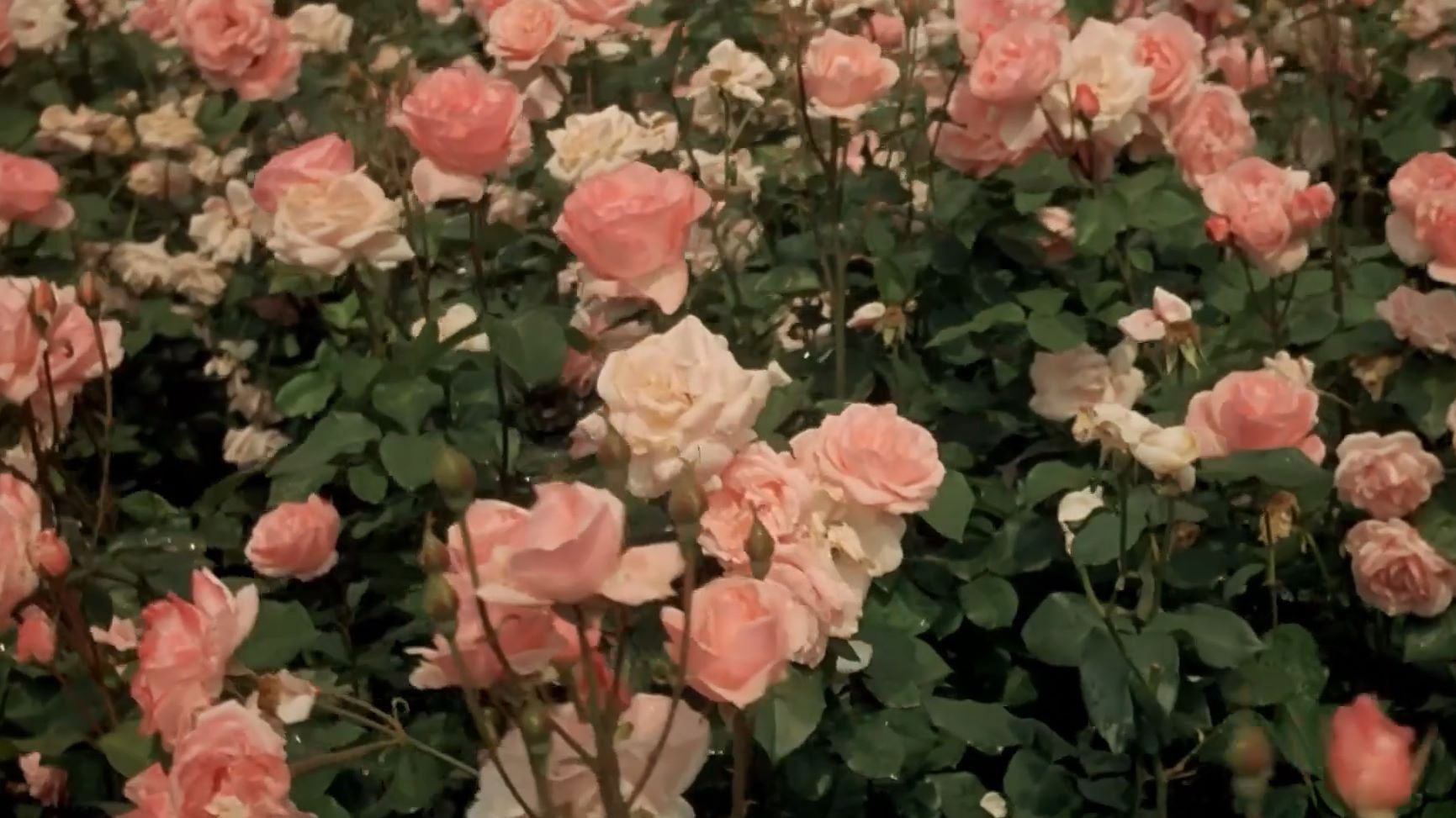 The Demise of Father Mouret