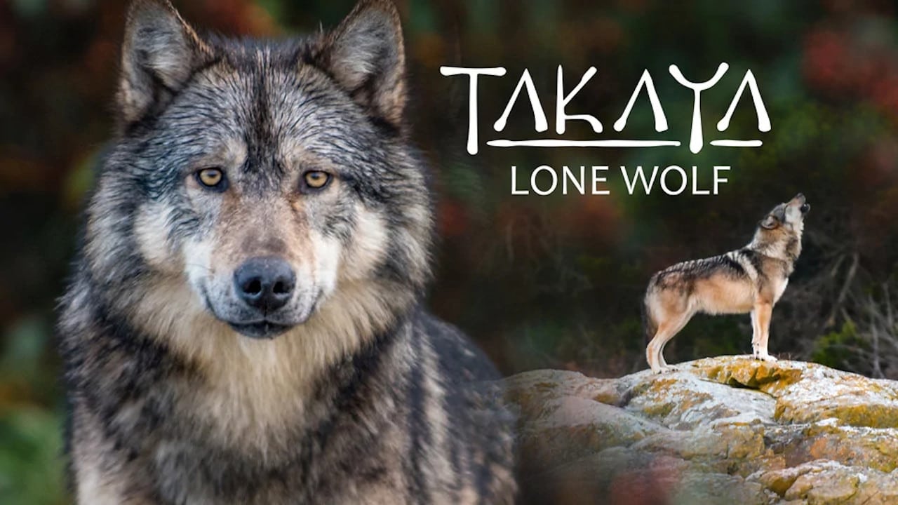 Imagem do Filme Takaya, le loup solitaire