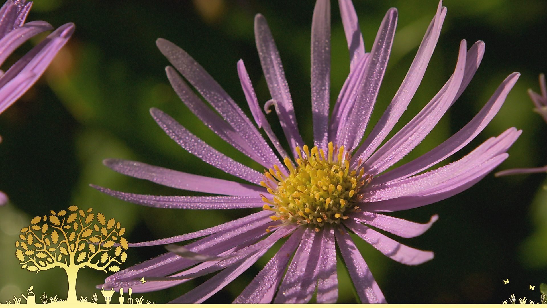 Gardeners' World 0x27