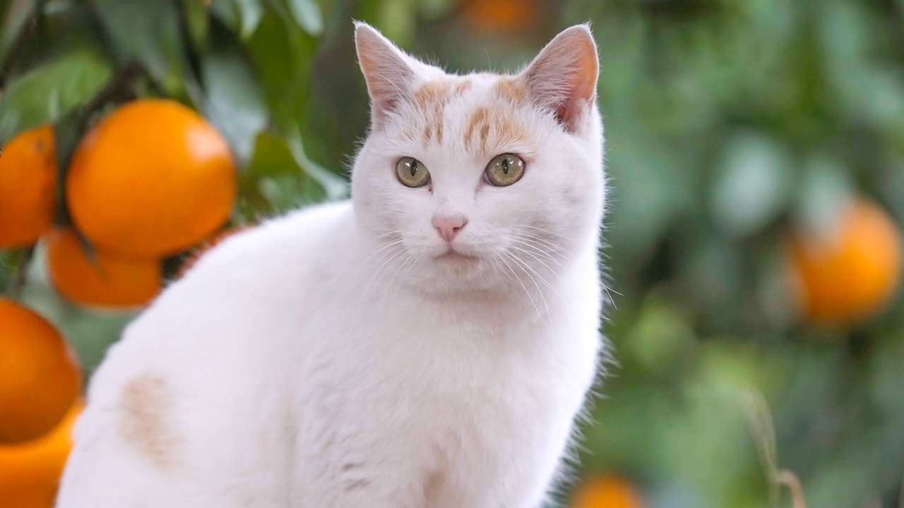 A Cat's-Eye View of Japan - Épisode 10
