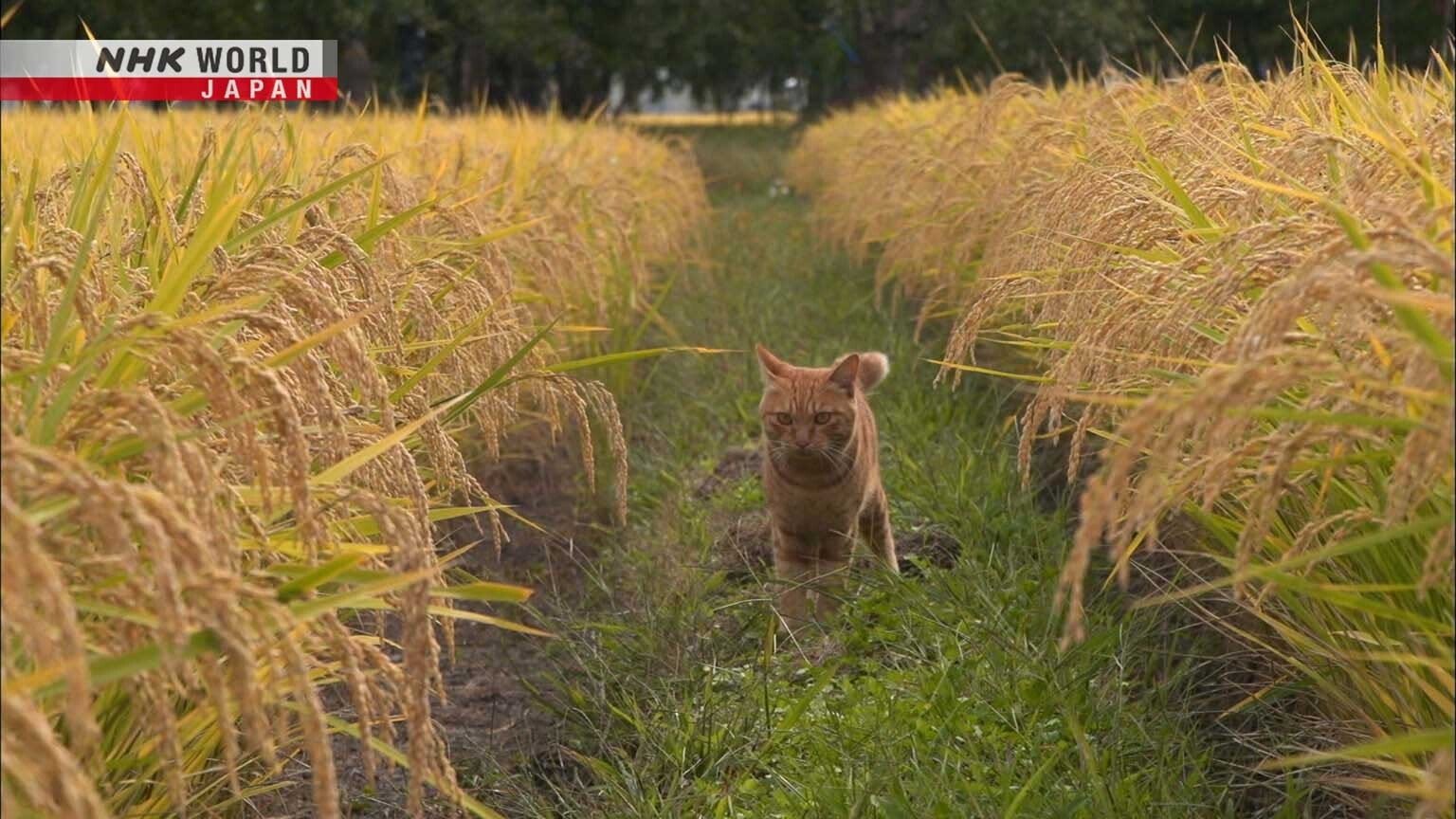 A Cat's-Eye View of Japan - Épisode 14