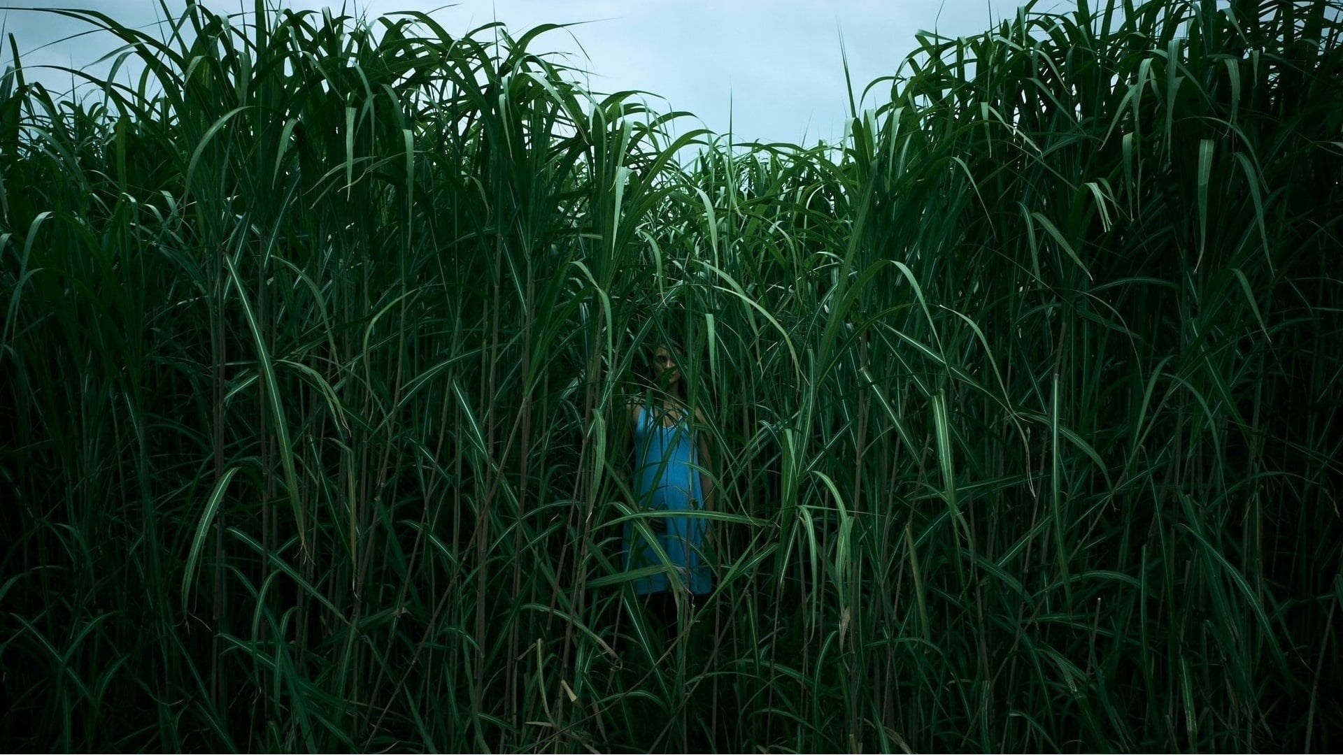 In the Tall Grass (2019)