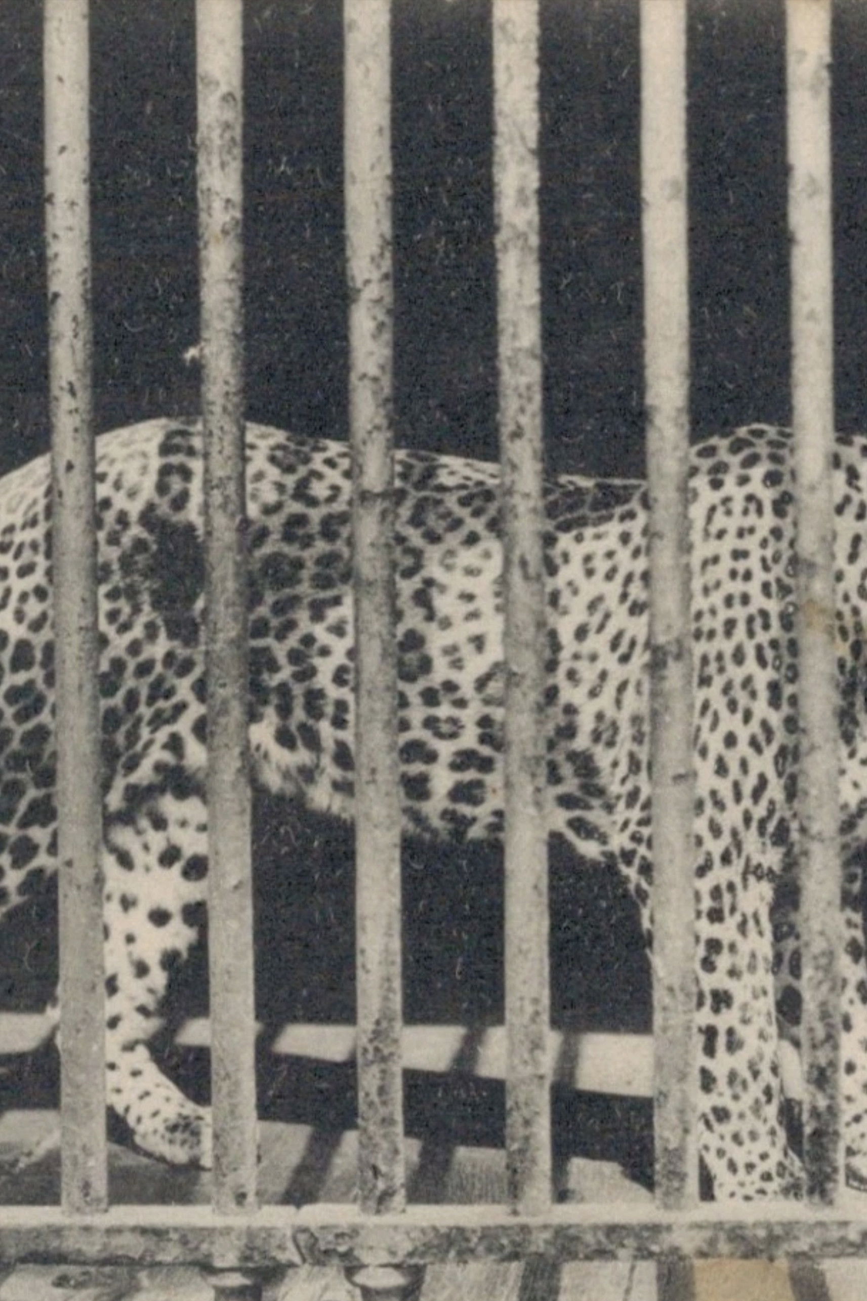 Plakat, der markedsfører Zoo