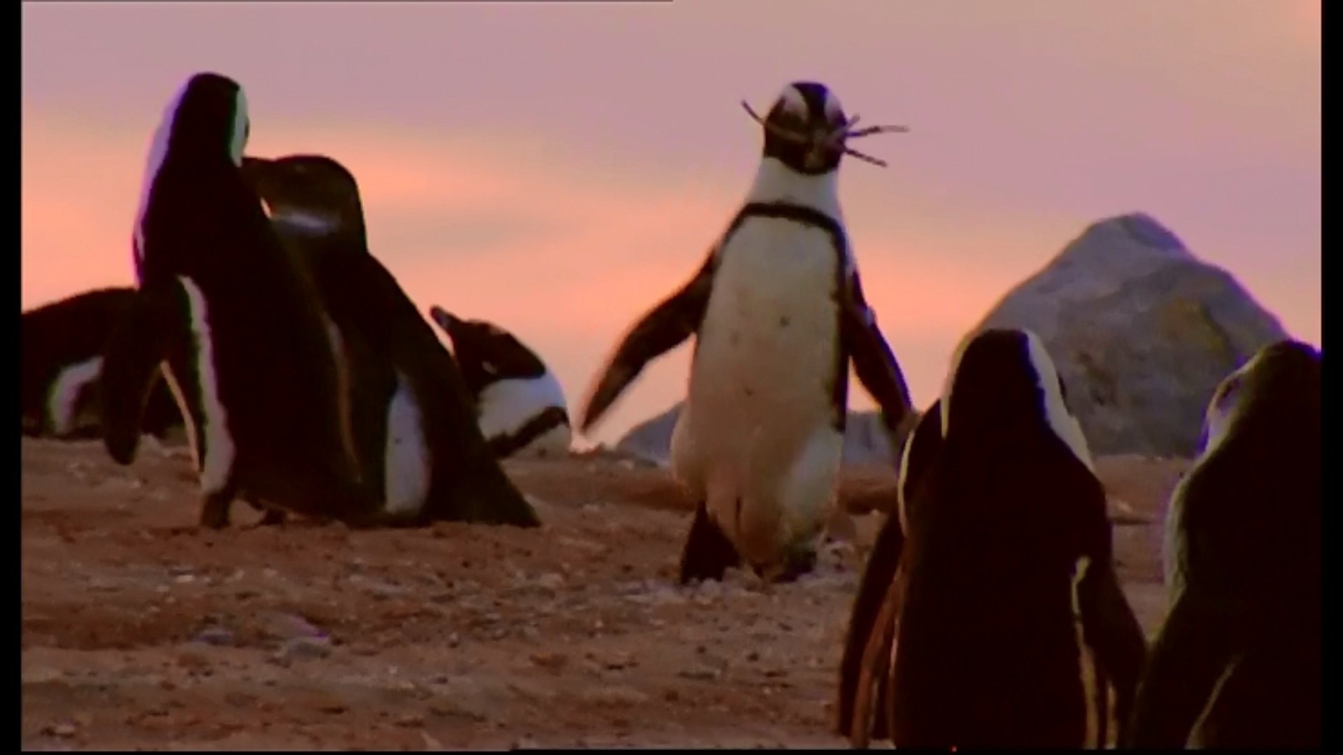 Animal Life: Young & Wild - Épisode 3