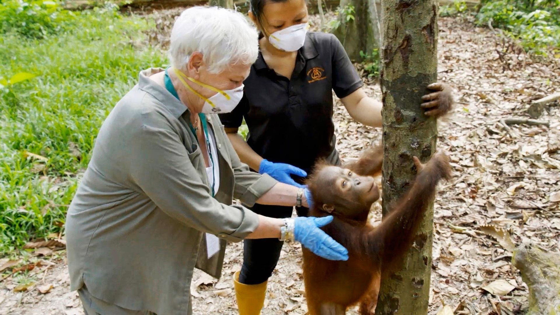Judi Dench's Wild Borneo Adventure - Épisode 2