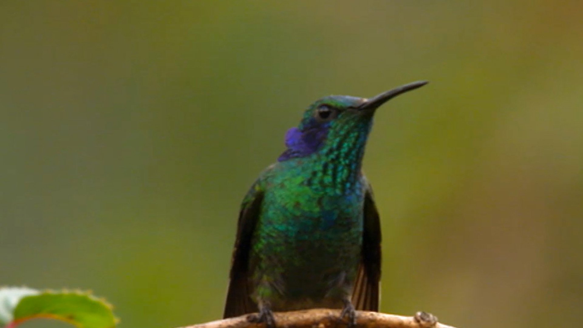 Thumbnail for Highlands and Hummingbirds Season 1 Episode 1