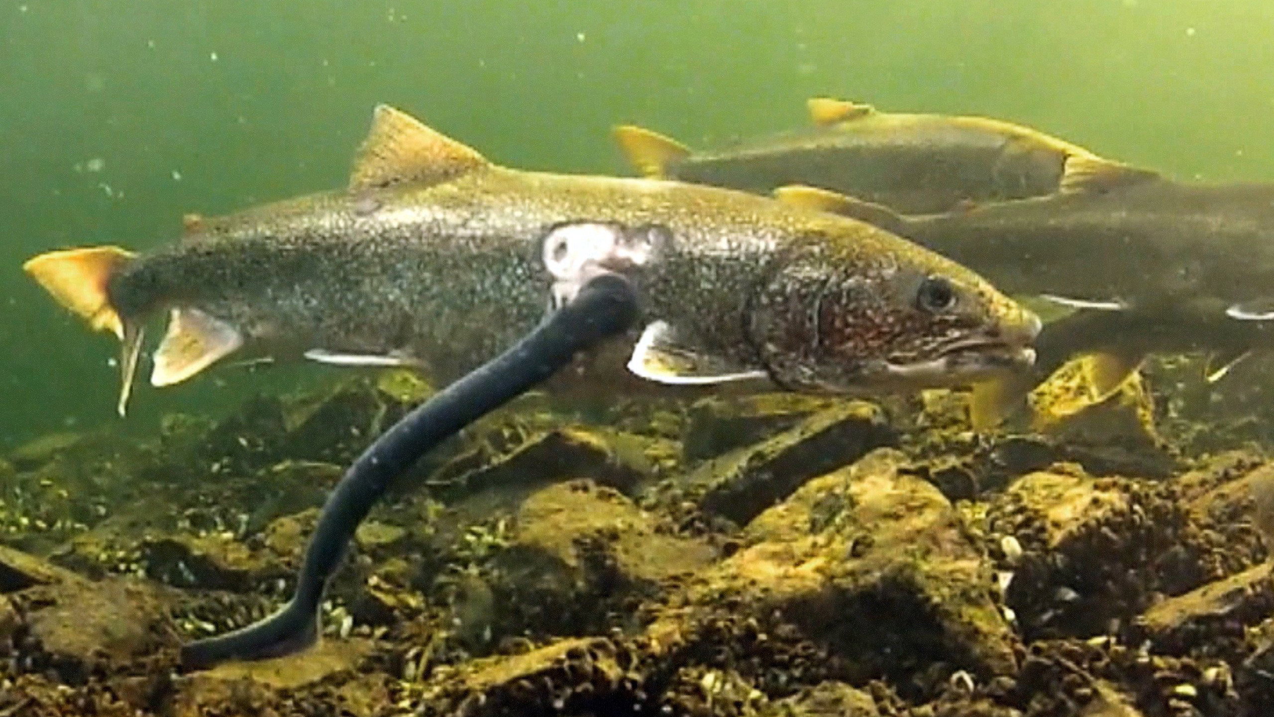 Great Lakes Wild S01E02 backdrop