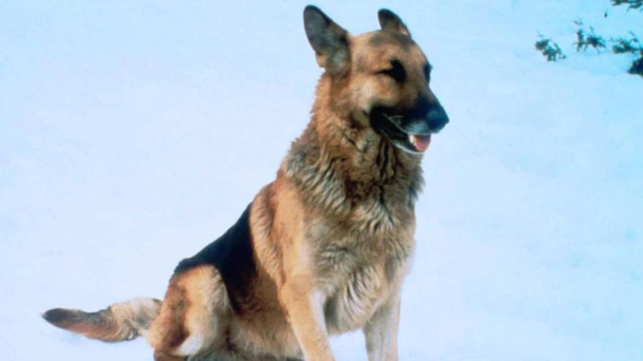 The Courage of Kavik, the Wolf Dog (1980)