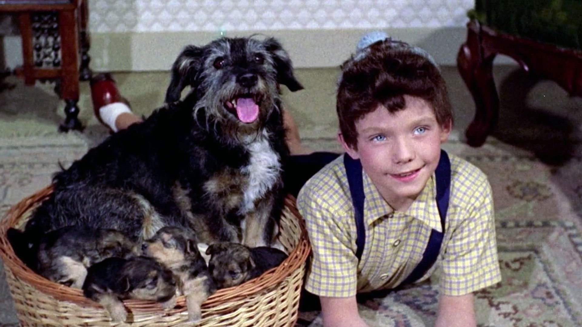 Father of Four and the Wolf Cubs