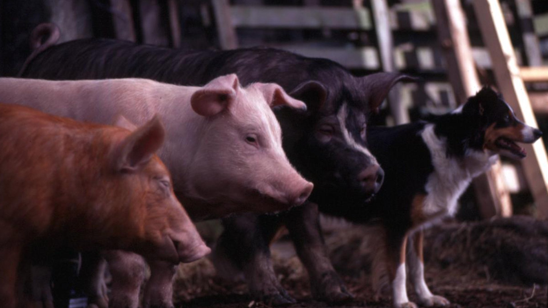 La fattoria degli animali