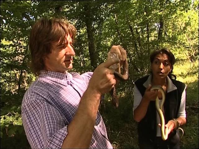 C'est pas sorcier - Les serpents : des reptiles qui ont du charme